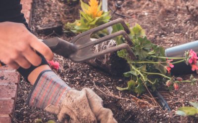 Alquilar contenedor para poda Madrid