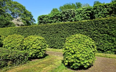 Contenedor para podas Madrid