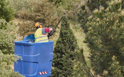 Contenedores para poda, ¿qué son?