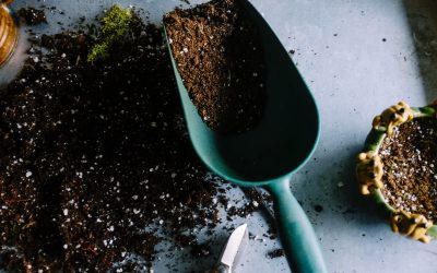 Servicio de poda en Madrid