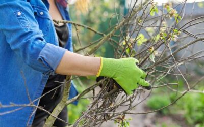 Contenedores para Residuos de Poda: Soluciones Prácticas para tu Jardín