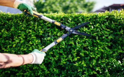 Gestión Desechos Poda: Servicios de Recogida y Tratamiento a Gran Escala